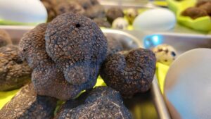 Ejemplares de trufa, Tuber Melanosporum, en la Feria de la trufa negra de Abejar